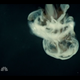 Illustration for article titled Hannibal’s powerful visuals make it one of the best shows of 2013